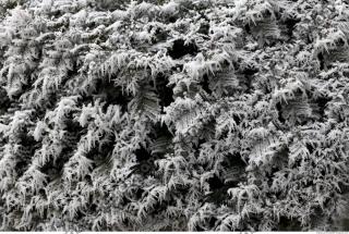 frozen hedge 0005